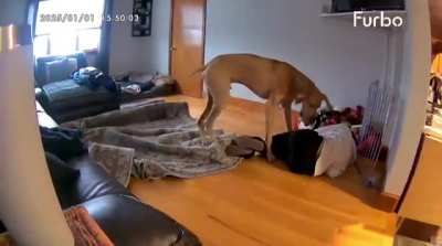 Just a big derp