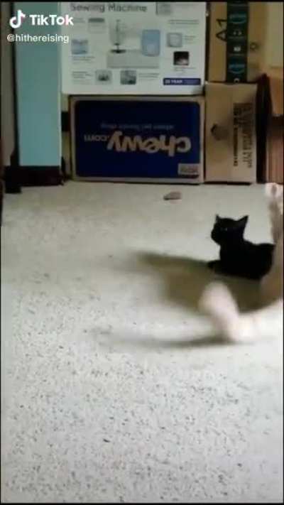 touch tha kitten