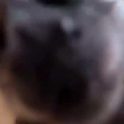 Kissamonke