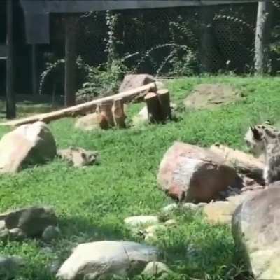 Snow Leopard mothers will fake being surprised to amuse their young
