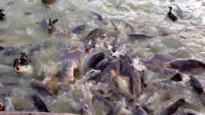 Feeding the ducks