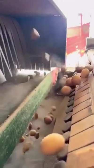 Separating harvested potatoes from stones