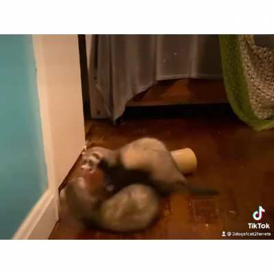 Some of my zoo wanted to play and I found the perfect music. Eyebleach for all!