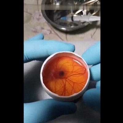 Growing a chicken in an open egg