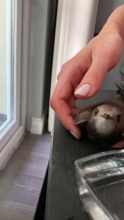 Found this lil&rsquo;fella in our bedroom today. She was in shock and breathing heavily.