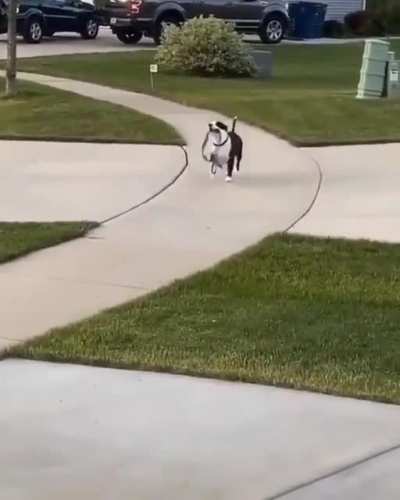 Good boy doesn&rsquo;t even need his hooman