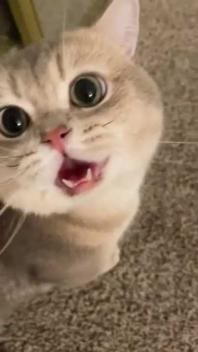 Cash&rsquo;s meow collection! Sound on, u gonna love it!😎