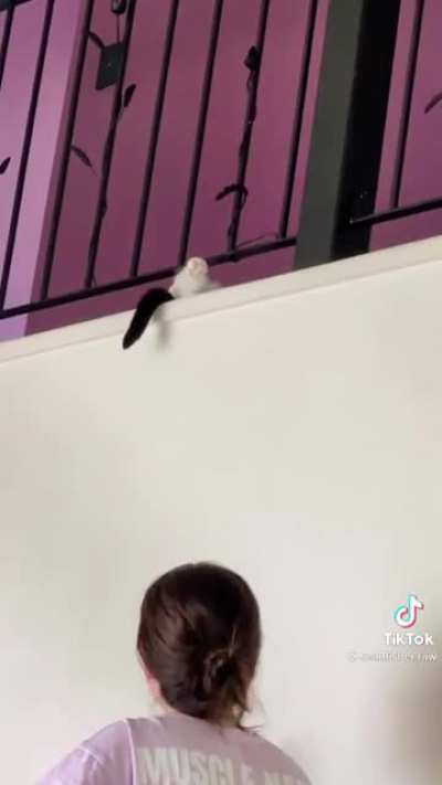 Startled Cats