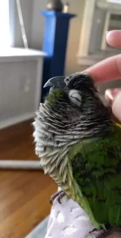 Tuckered out after all that partying