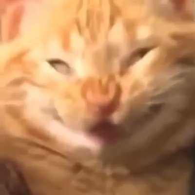 took 40 benadryl s