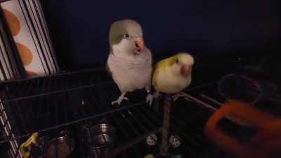 "Why are they called Quakers?"
