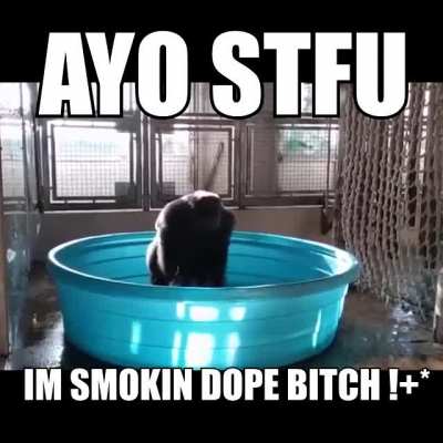shmokin dope