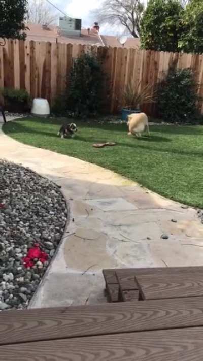 Excited about new puppy