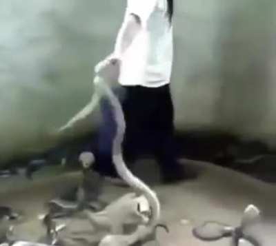 slap