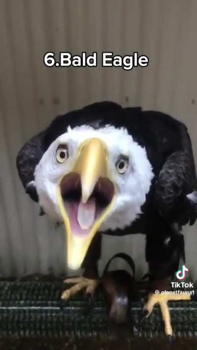 Un poco de p&aacute;jaros