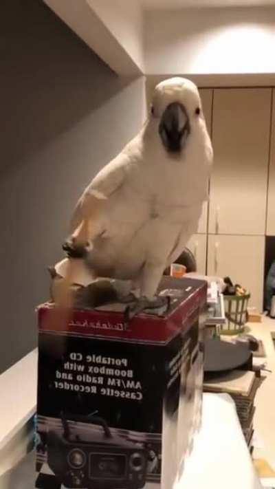 Wiggle wiggle