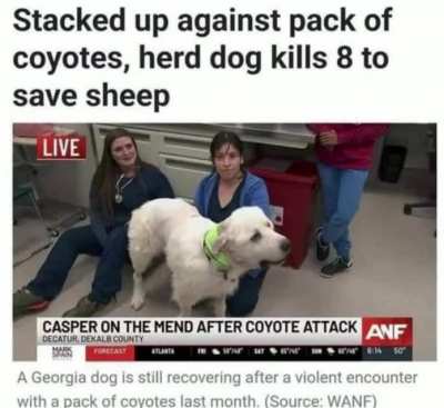 The dog is an absolute god