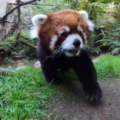 I&rsquo;m back to download more red panda vids guys
