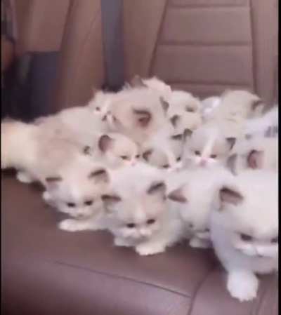 Footage of endangered snow leopard kittens being smuggled