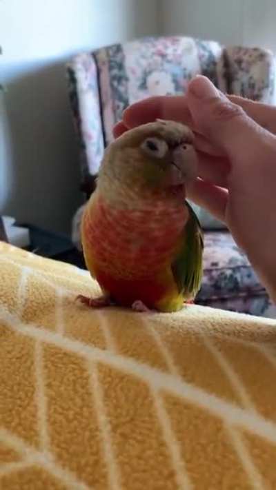 Stupid human