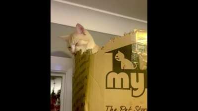 He likes to destroy boxes. He was found in a box by the side of the road at 2 weeks old.