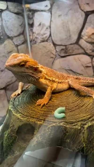 Our rescue Tyrion eating his third hornworm! He&rsquo;s even getting a little tummy!!