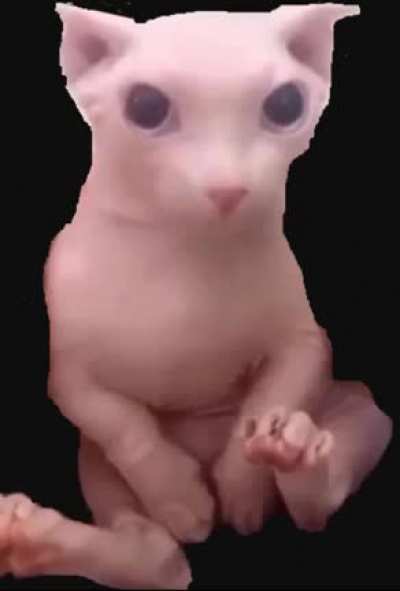 gato