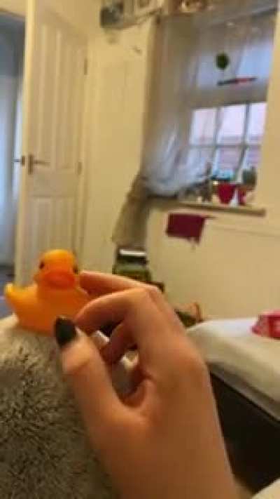 Bird jealous over rubber duck