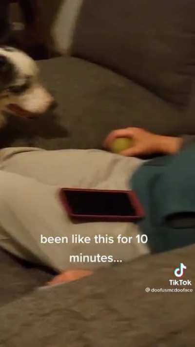 One dog. One ball. One man.