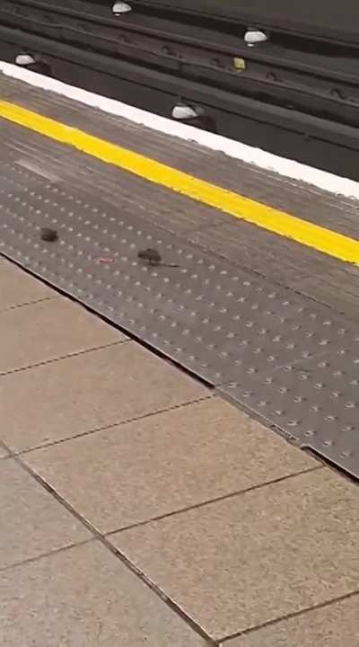 Two mice throwing hands in a London train station.
