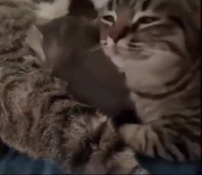 That is a grown man