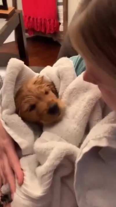 Goldens are too precious