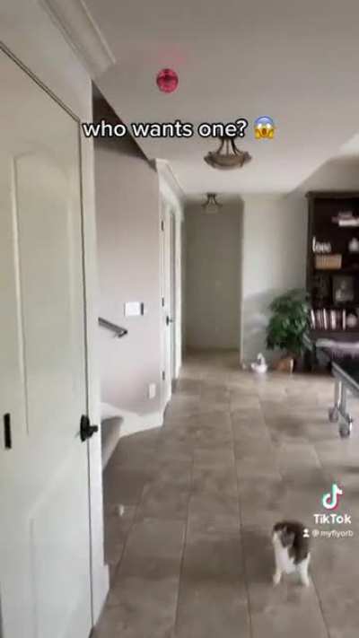 That cat wants to destroy it...