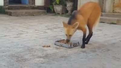 The maned wolf, which poses little to no threat to humans, is native to South America. The monks at the Santu&aacute;rio do Cara&ccedil;a monastery in Brazil have a very special relationship with the maned wolves living in that area, and the canines can come and go as 