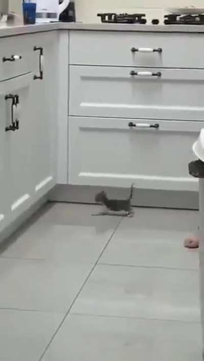 Ambitious cat!