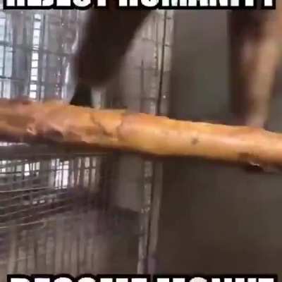 Monke