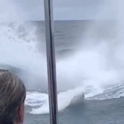 humpback whale breaching. Absolutely incredible