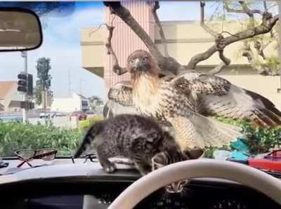 Hawk attempts to catch a lunch
