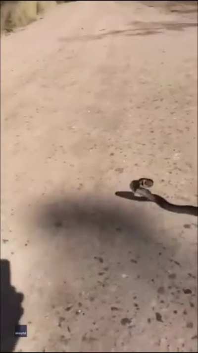 Eastern Brown Snake - She&rsquo;s making sure that I&rsquo;m not gonna have a crack... (credit to Alex Reynolds)