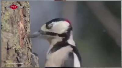 Woodpeckers peck around 12,000 times a day, sometimes up to 20 times per second, with a force 10 times stronger than a human&rsquo;s concussion threshold. (More info in the comments)