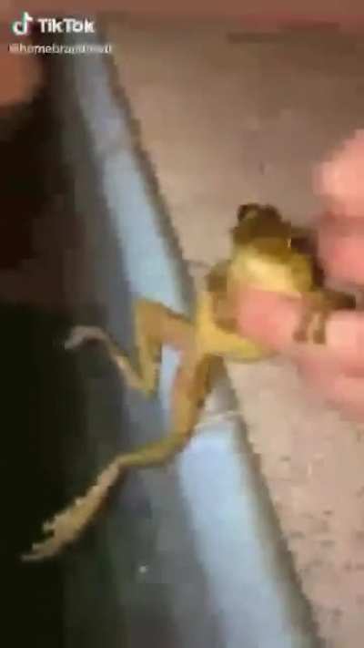 Sapito fachero