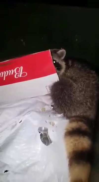 Found raccoon in trash and he wasn't having it today lol