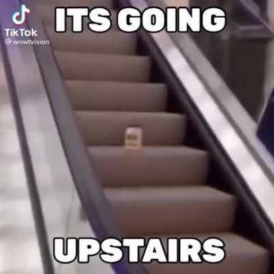 MAYONASE ON A ESCALATOR