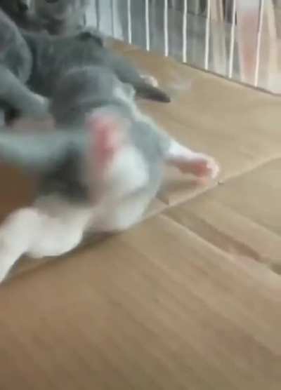 Kitten is still figuring out the whole walking thing