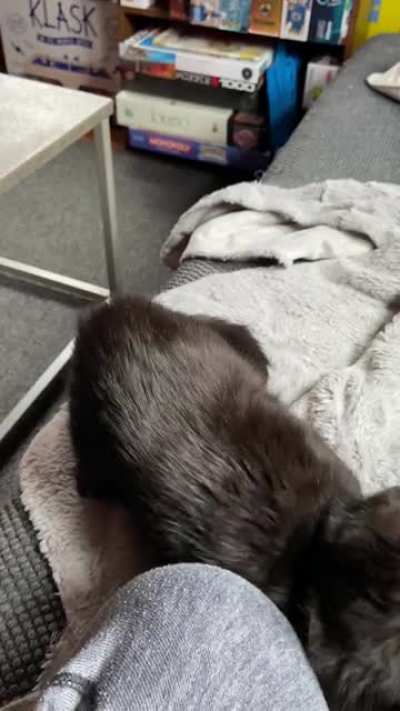 Squirrel gets very squeaky when she purrs!