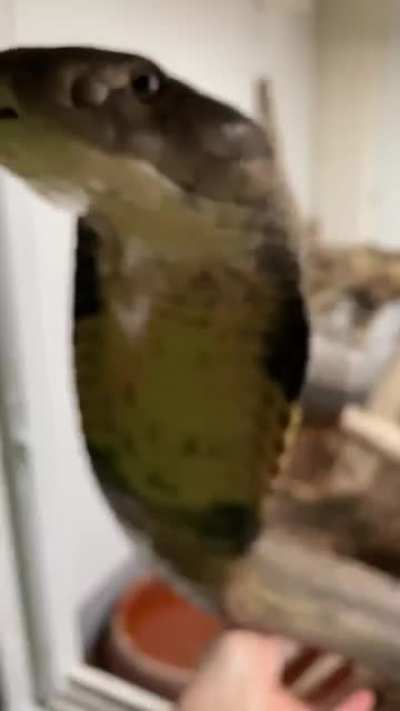 Caress your pet cobra