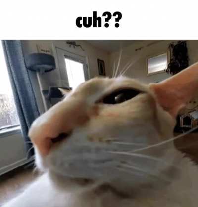 cuh??