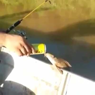 can fish get drunk?