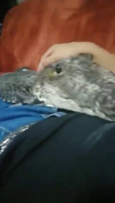 Gator coming to tell you that it&rsquo;s gonna be ok 👍