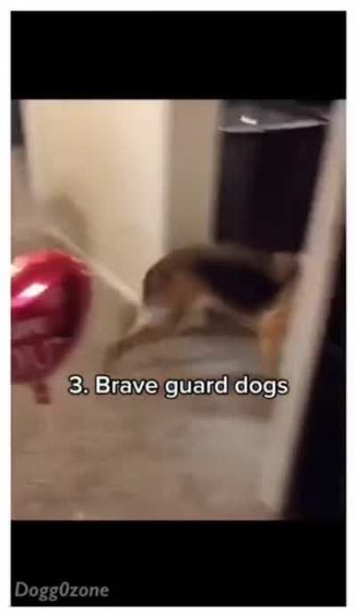 German Shepard&rsquo;s are unique